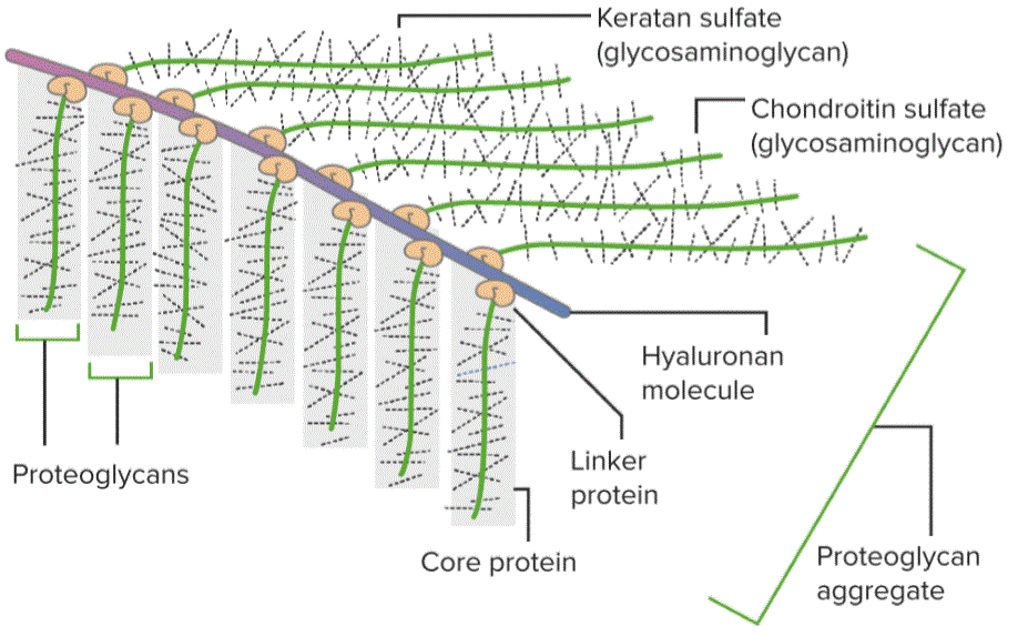 Extracellular matrix