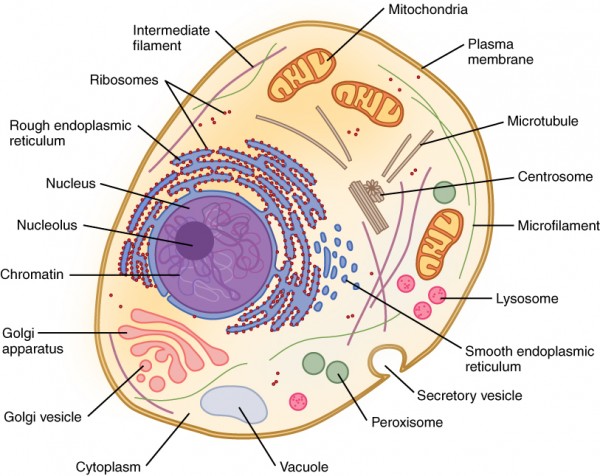 Prototypical Human Cell