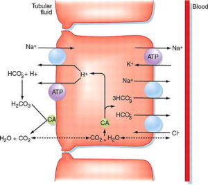 Proximal_convoluted_tubule