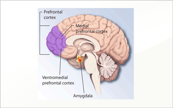 Ptsd-brain