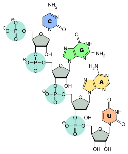 RNA-Nucleobases