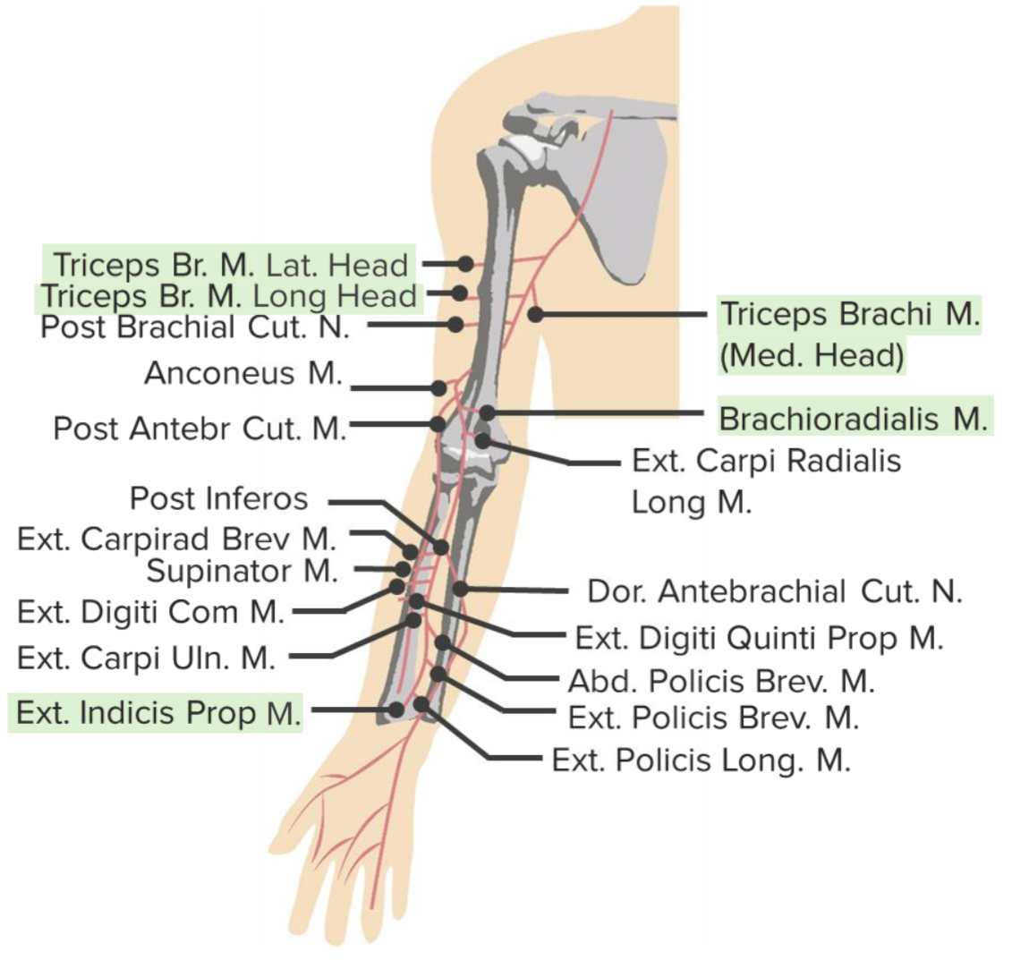 Mononeuropathy (Peripheral Neuropathy) — Causes and Diagnosis