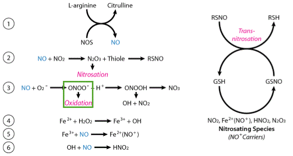 Reactive Nitrogen Species
