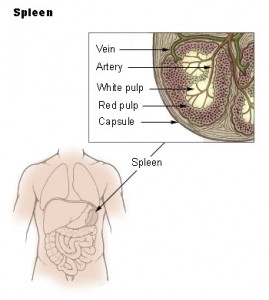 Red and white pulp in the spleen