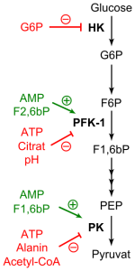 Regulation of Glycolysis