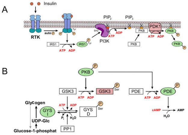 Regulation of glycogen metabolism