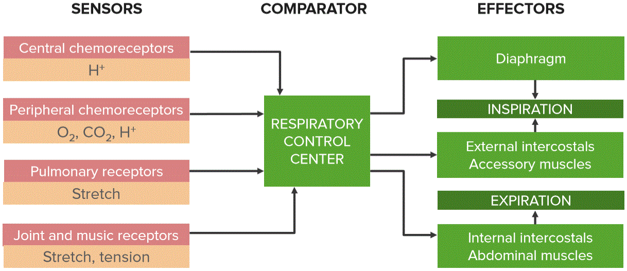 Respiratory Control Center