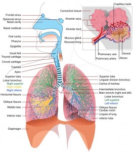 Respiratory system