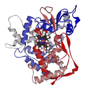 Ribbon diagram of human cytochrome P450 isozyme 2C9
