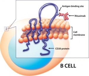 Computer-generated illustration of Rituximab binding to CD20 protein on B cell Computer-generated illustration of Rituximab binding to CD20 protein on B cell