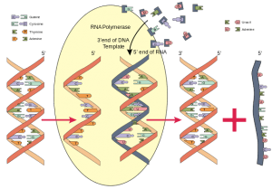 Rna syn svg