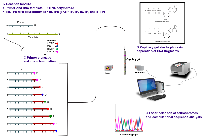 Genomics Mapping and Sequencing Genomes Medical Library