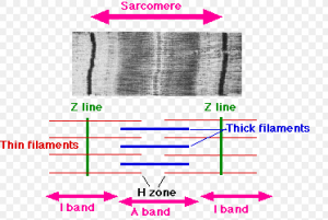 view of a sarcomere