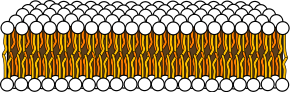 Schematic cross section of the lipid bilayer. The circles are the hydrophilic heads and the wavy lines are the fatty acyl side chains