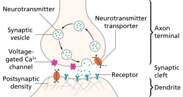 Schematic of a synapse