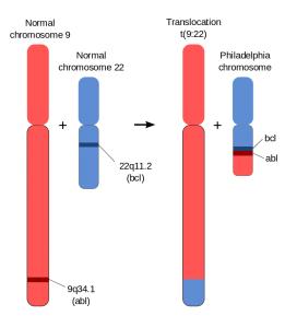 Schematic of the Philadelphia Chromosome Schematic of the Philadelphia Chromosome