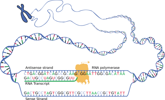 Schematische-Darstellung-der-beiden-DNA-Stränge-während-der-Transkription-sense-und-antisense-und-des-entstehenden-RNA-Transkripts