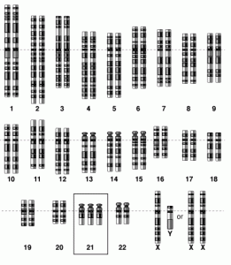 Scheme of a genetic mutation, in this case Trissomy 21 Scheme of a genetic mutation, in this case Trissomy 21