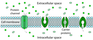 Channel and carrier proteins