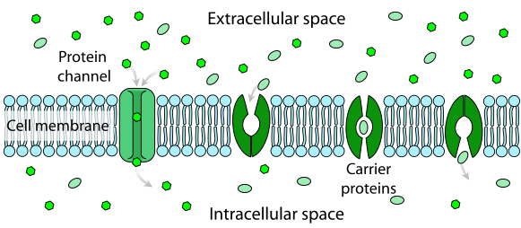 Channel and carrier proteins