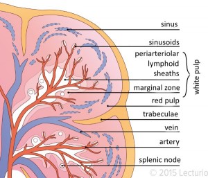 Section of the Spleen - Labeled Diagram