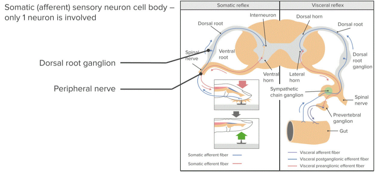 sensory somatic nervous system