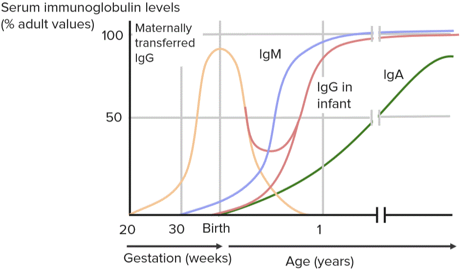 Serum Immunoglobulins in the Newborn
