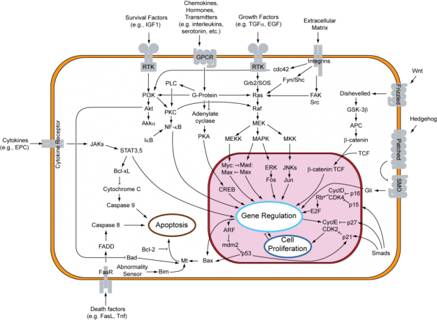 Signal transduction pathways Signal transduction pathways