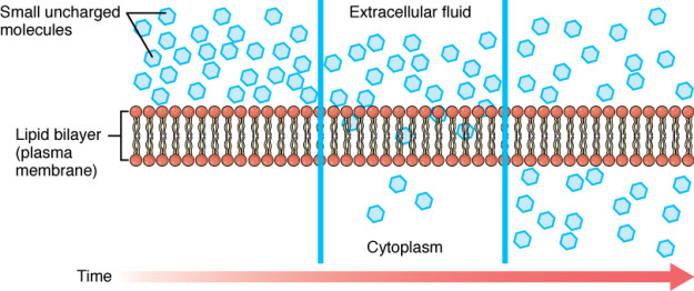 Physiology of Cell Membrane: Partitioning and Transporting