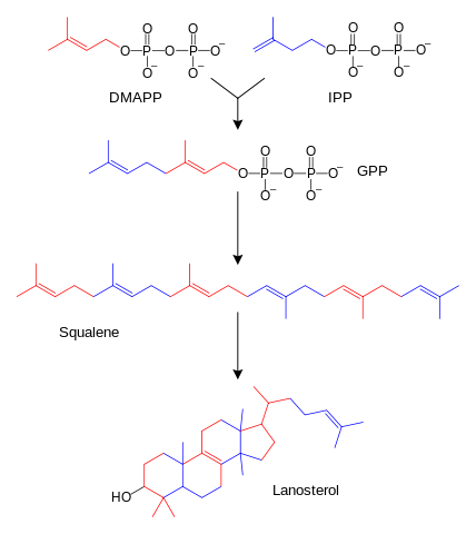 <a href="https://en.wikipedia.org/wiki/File:Sterol_synthesis.svg">Image</a>: “The Simplified schematic diagram of sterol biosynthesis. Several intermediates have been omitted.” by Fvasconcellos, original by Tim Vickers. License: Public Domain 