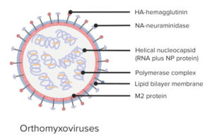 orthomyxoviruses