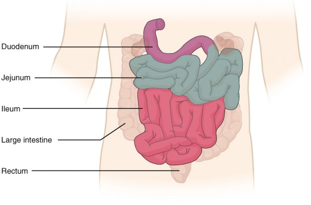 Colonic relations to neighboring organs