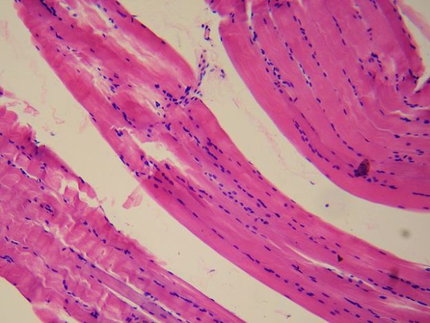 Smooth_muscle_tissue