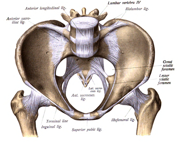 Greater Sciatic Foramen Anatomy Lecture For Medical 1701