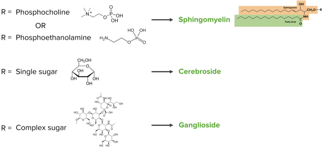 Sphingolipids