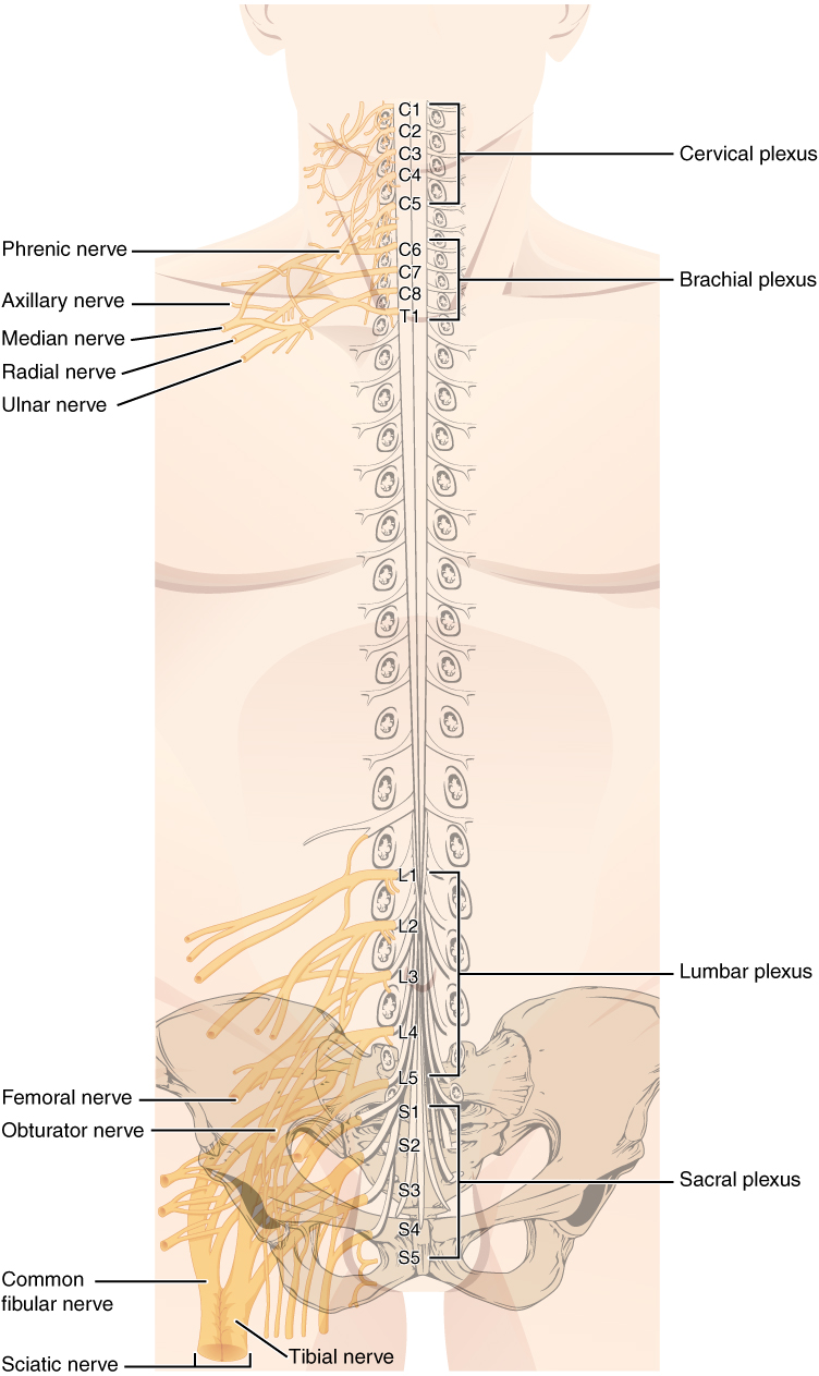 Spinal Nerve Plexuses