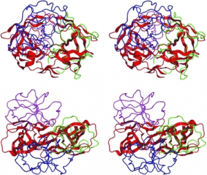 Stereoview of superposition of the Cα atoms of the HIV-1 PR protomer (PDB entry 3hvp, red) on monomer A of M-PMV PR in the crystal structure (green) Stereoview of superposition of the Cα atoms of the HIV-1 PR protomer (PDB entry 3hvp, red) on monomer A of M-PMV PR in the crystal structure (green)