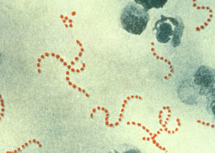 Bacterial Infections: Gram-Positive Cocci | Medical Library