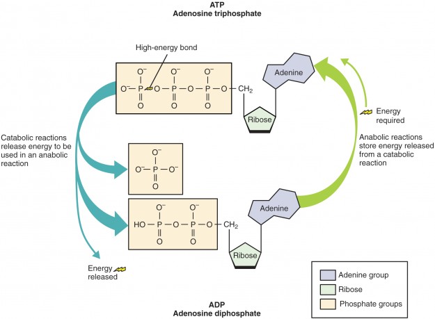 Structure of ATP Molecule Structure of ATP Molecule