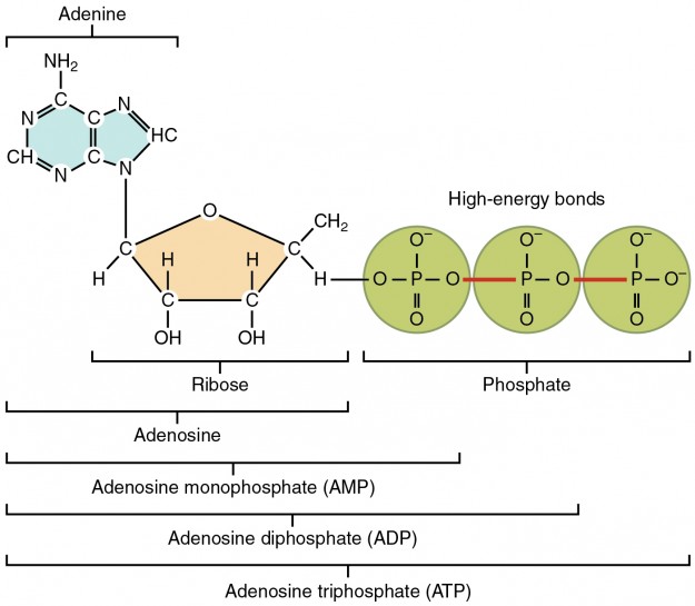 Structure of Adenosine Triphosphate Structure of Adenosine Triphosphate