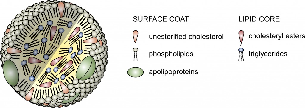 Structure of a Lipoprotein