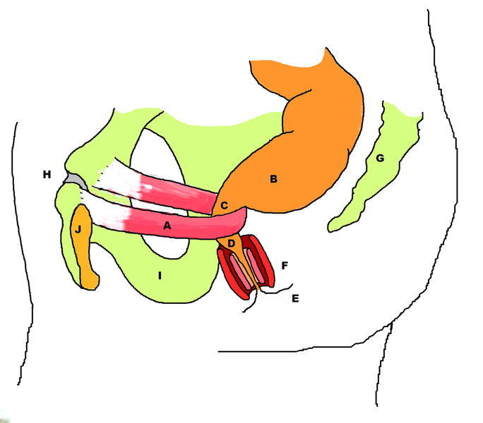 Stylized depiction of action of puborectalis sling