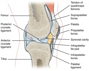 Synovial Joints