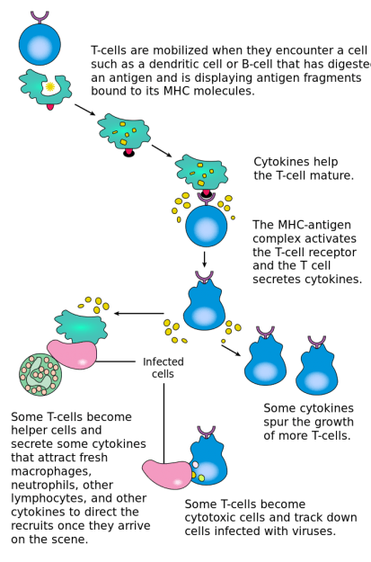 T-cell-activation.svg