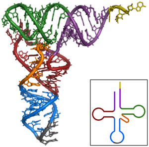 TRNA