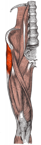 Tensor fasciae latae