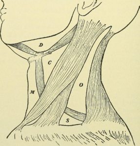 C – The carotid triangle