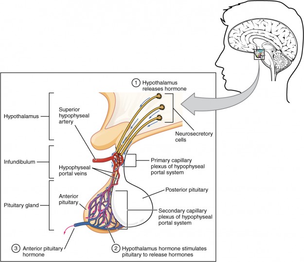 The Anterior Pituitary Complex The Anterior Pituitary Complex