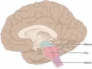 The Brain Stem