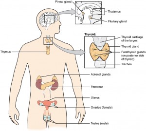 The Endocrine System